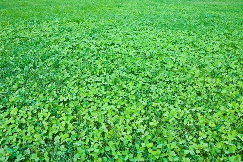 Image of a clover lawn.