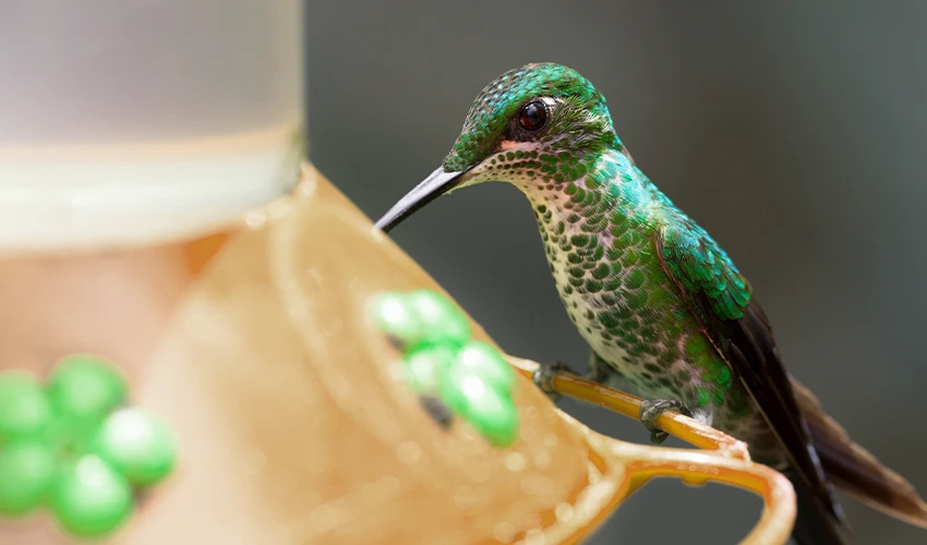 Hummingbird resting on a feeder.
