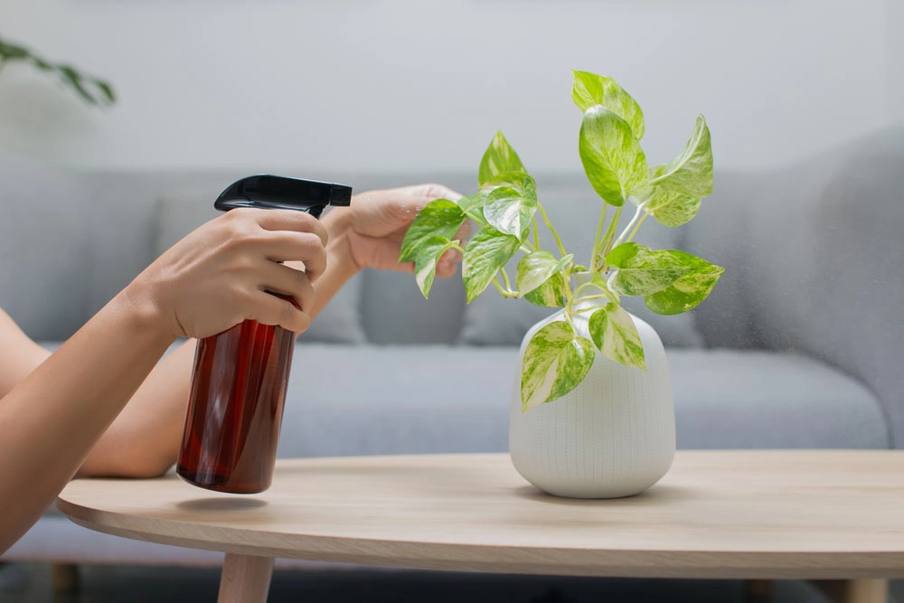 Person spraying indoor plant