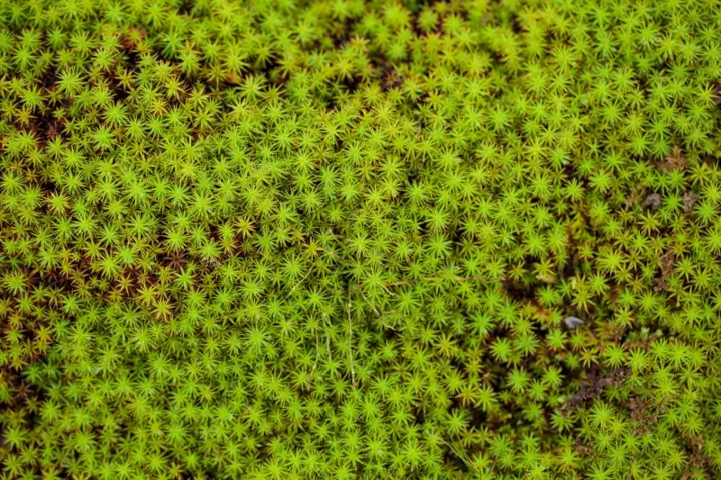 Close up image of peat moss.