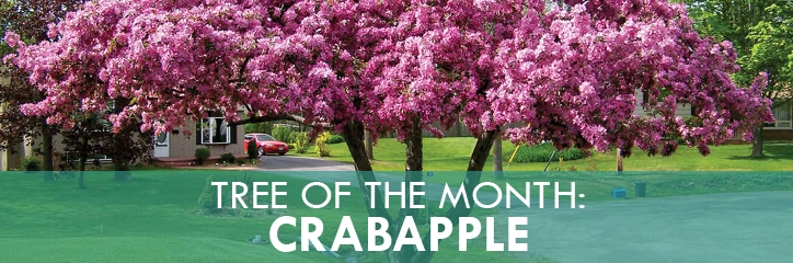 Colorful tree with text: "Tree of the month: Crabapple"