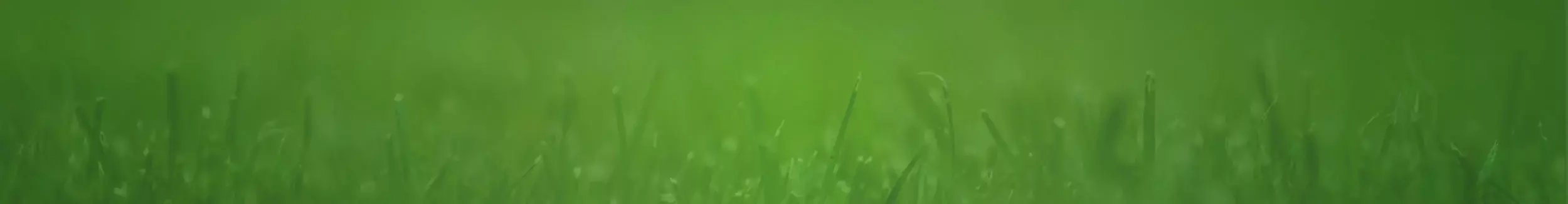 blog banner grass with green background images.
