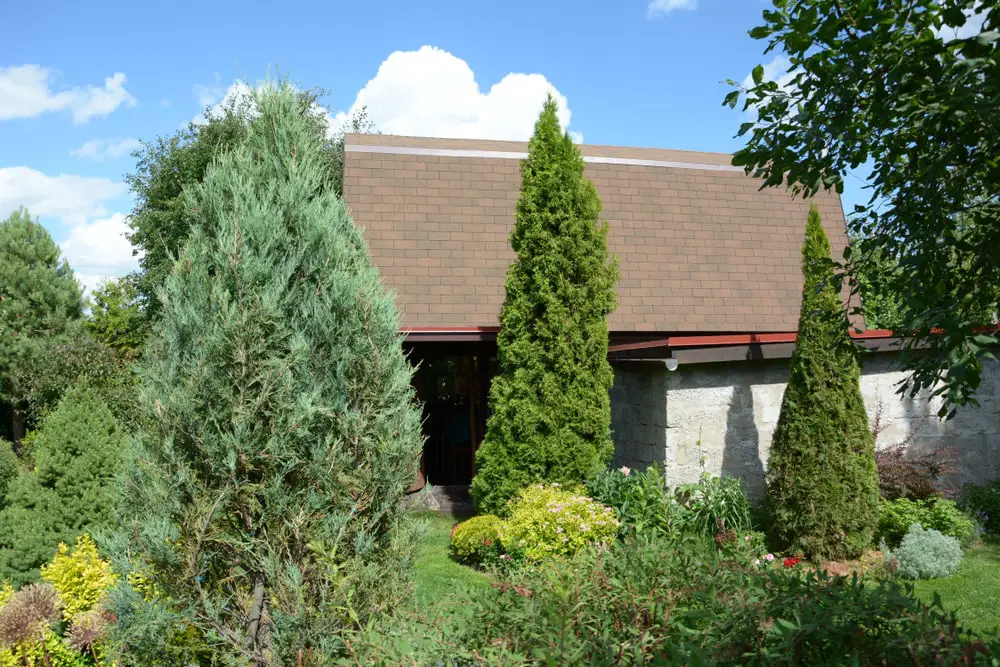 Residential front yard with tall trees