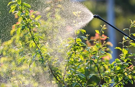 Bushes Sprayed With Water