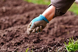 A gloved hand spreading fertilizer pellets on soil.