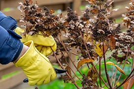 Gloved hands trimming branches on a shrub.