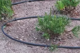 The tubing of an irrigation system running along the ground in between small shrubs.