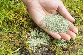 A hand holding seeds over fresh grass.