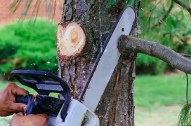 Hands holding a chainsaw as it cuts through a pine tree branch.