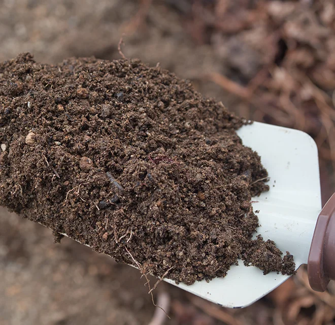 A garden trowel holding a clump of dirt.