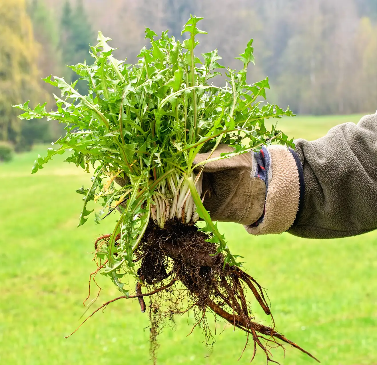 A gloved hand holding a thick clump of weeds, with roots exposed.