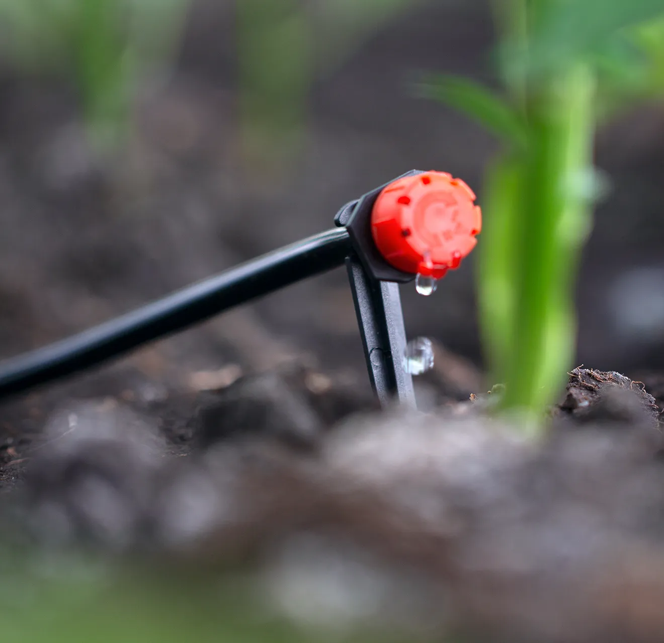 A red nozzle on the black tubing of a drip irrigation system installed in soil.