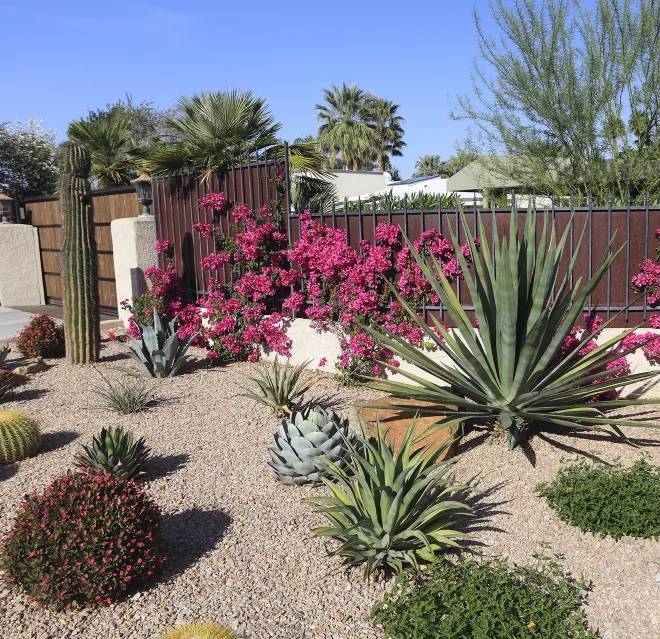 Large cacti and flowering plants in a rock bed garden.