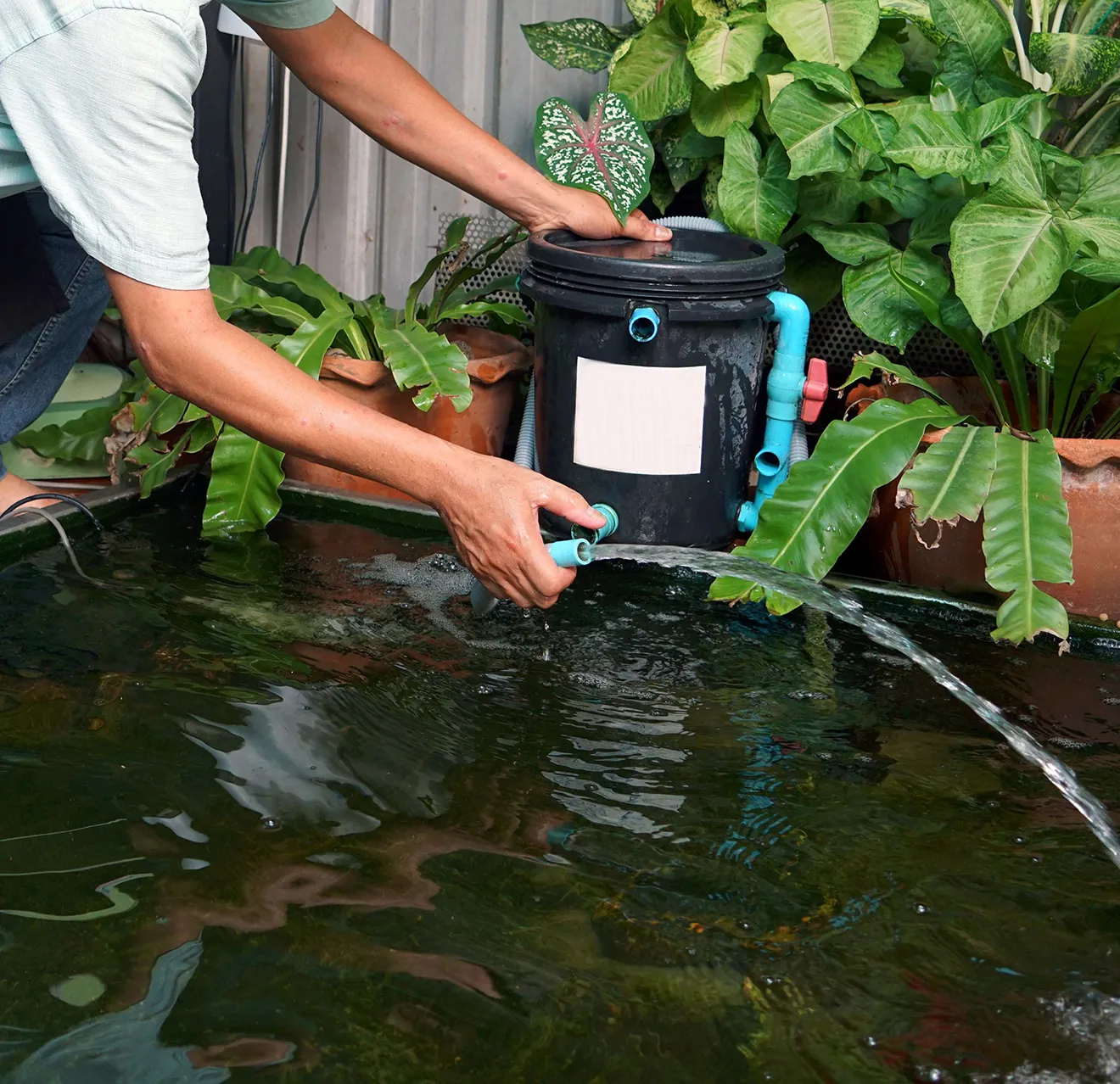 Man handling hose water sprayer on to the fish pond.