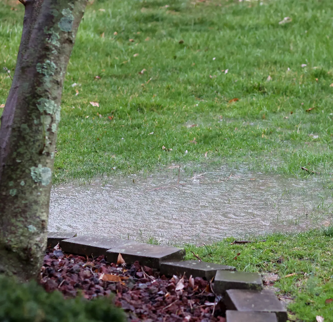 A patch of lawn with flooding due to excessive rain and poor drainage.