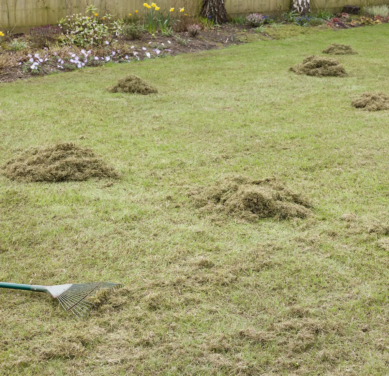 Small piles of thatch on a lawn.