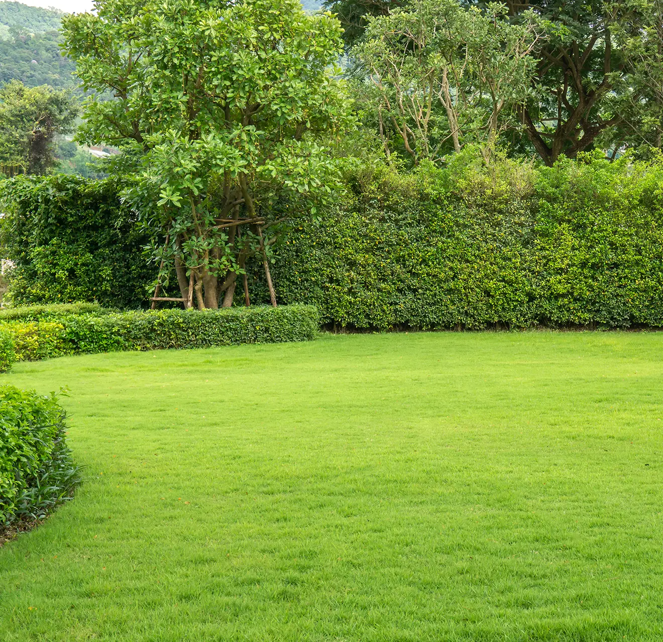 A lush, green lawn with healthy grass, bordered by a tall hedge and trees.