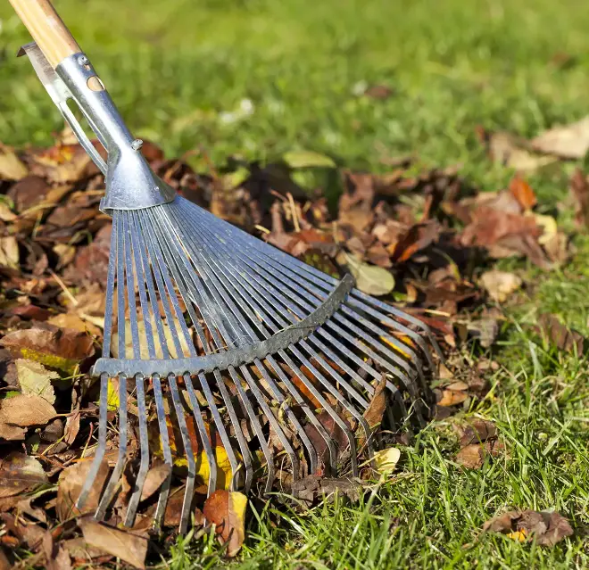 A rake being used by The Grounds Guy service professional for piling of leaves.