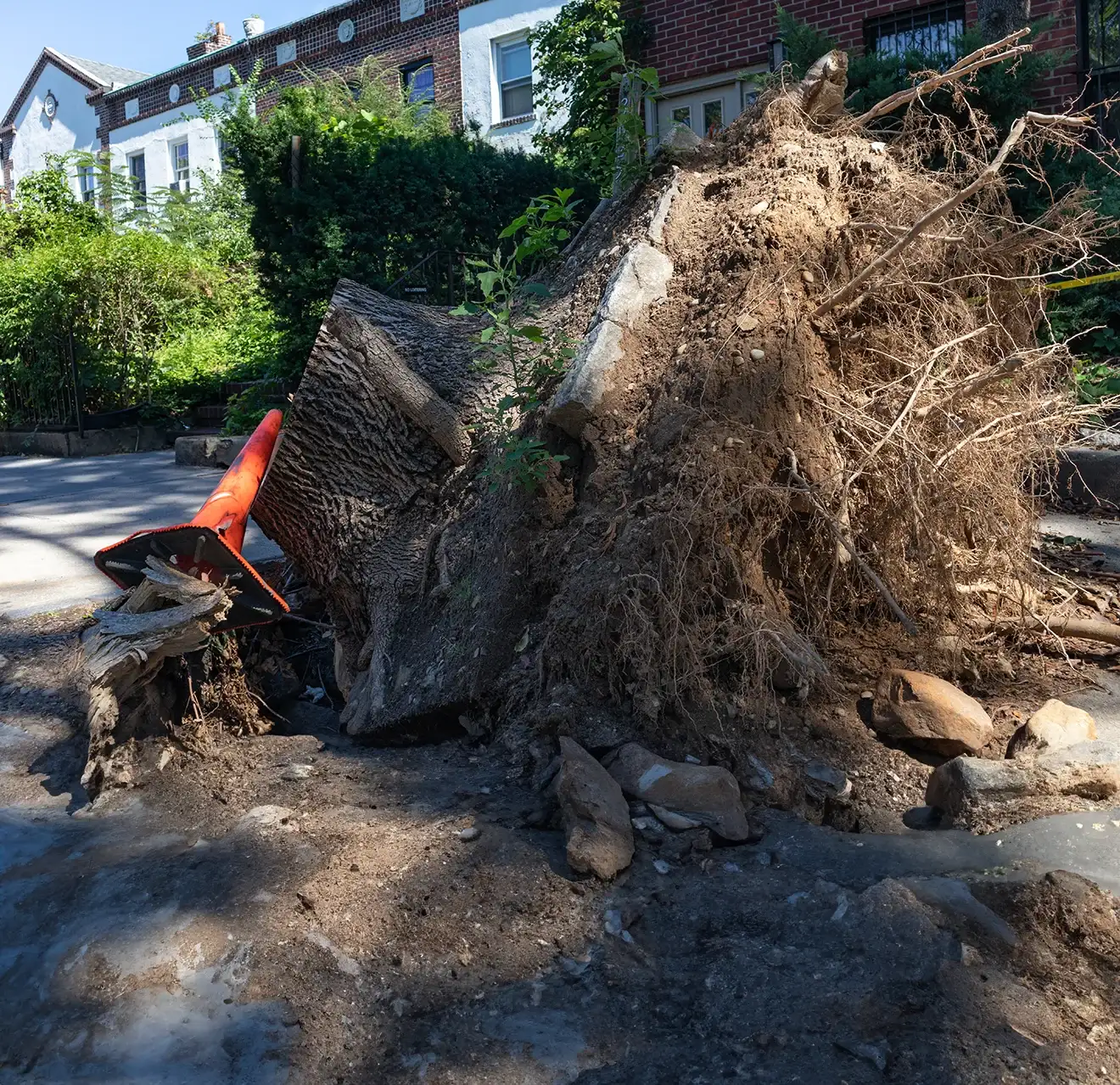 A big tree stump on its side, with roots exposed.