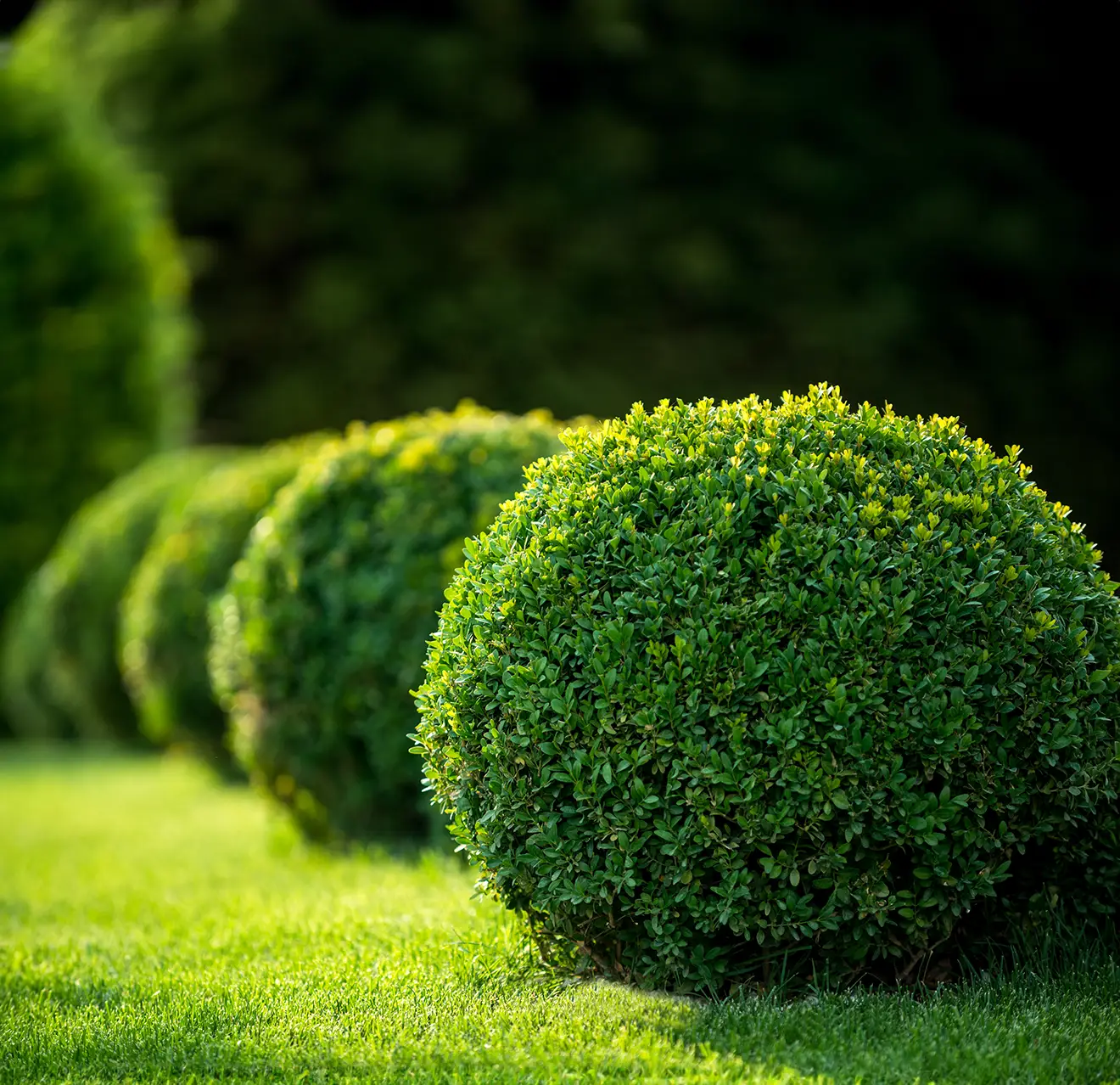 A row of circular shrubs on a green lawn.