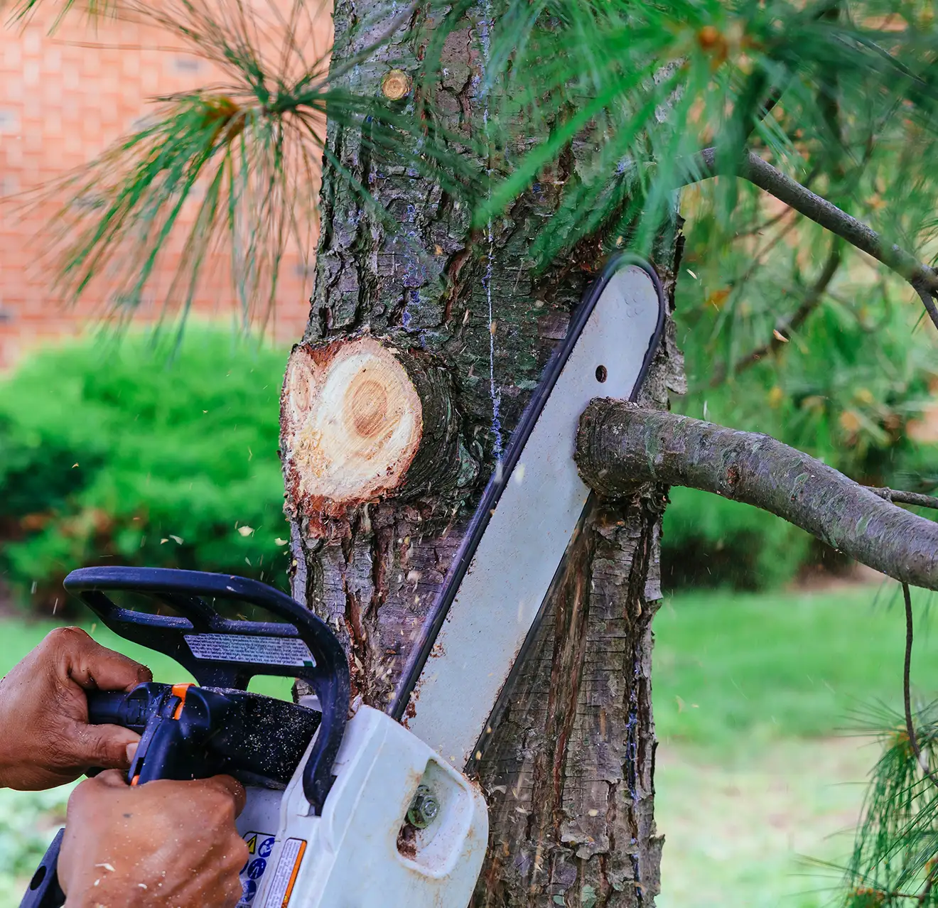 Hands holding a chainsaw as it cuts through a pine tree branch.