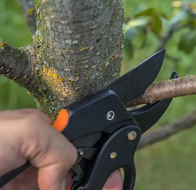 Hands holding a pair of pruning shears as they cut through a tree branch.