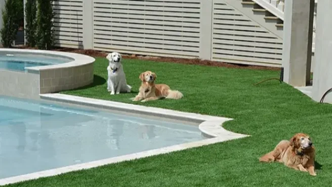 A fenced-in lawn with artificial turf, an inground pool, and three dogs enjoying the sun.