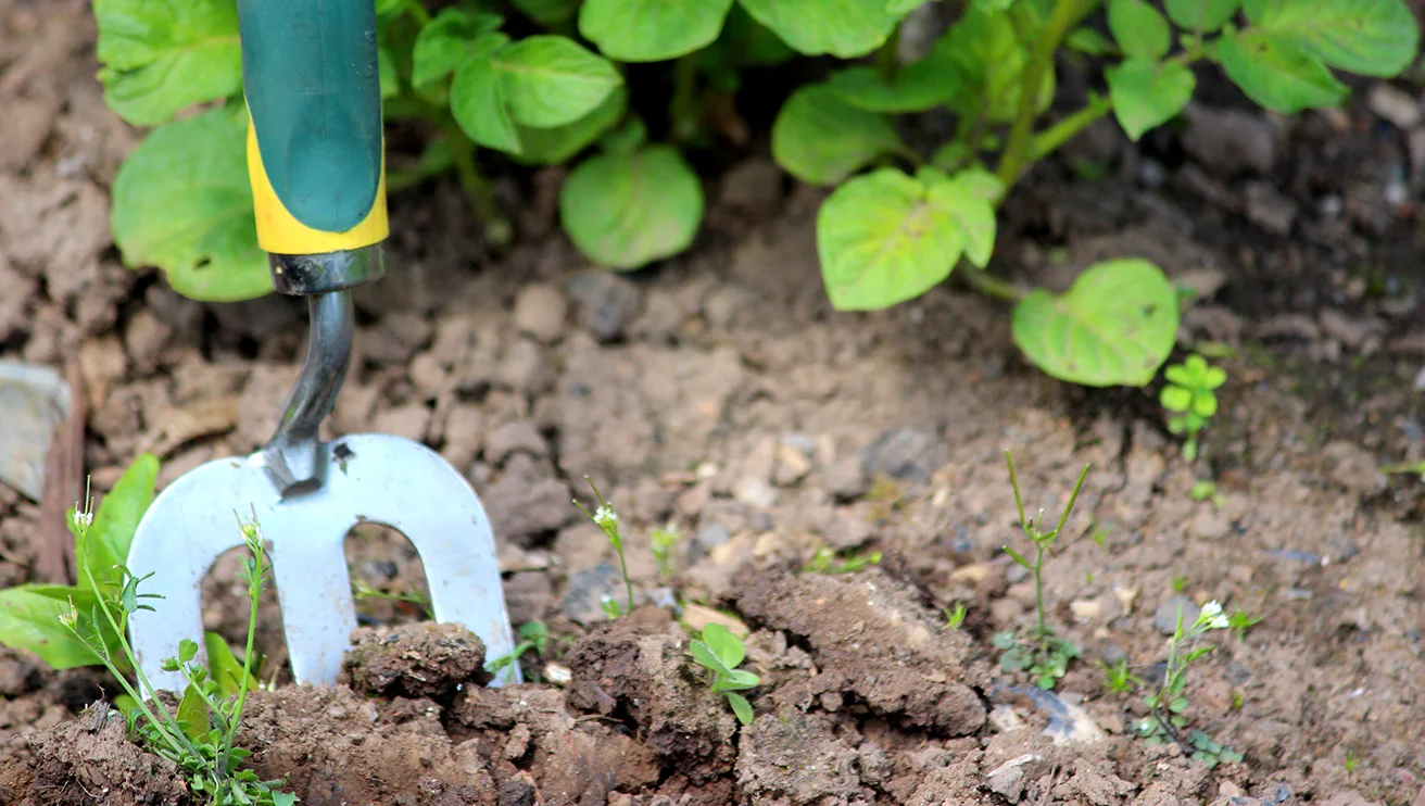 A small garden weeding fork stuck in the soil next to the green leaves of a plant.