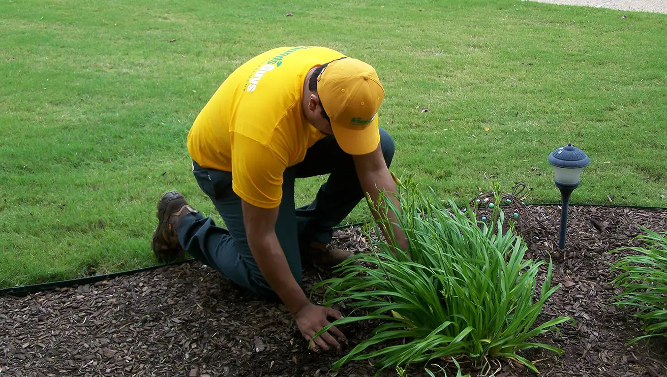 The Grounds Guys service professional planting a daylily plant in brown mulch.