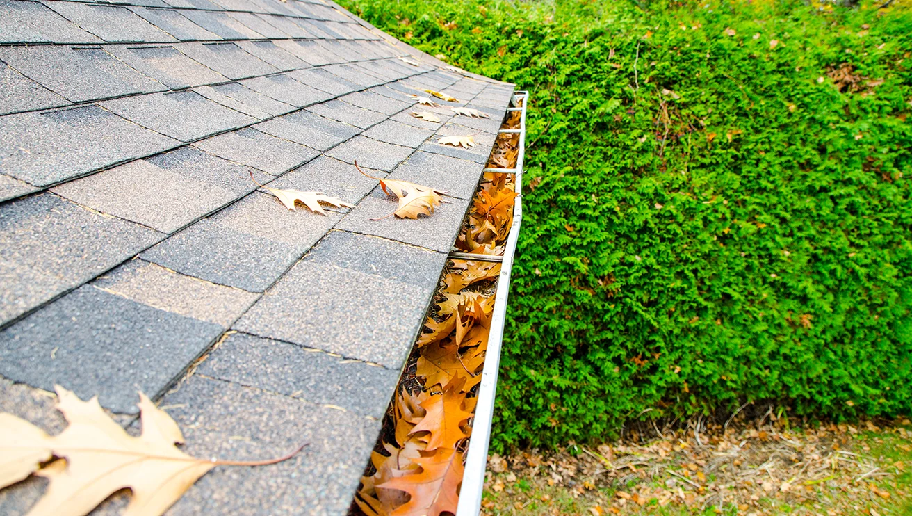 A gutter filled with bright-orange leaves, with a bright-green hedge visible nearby.