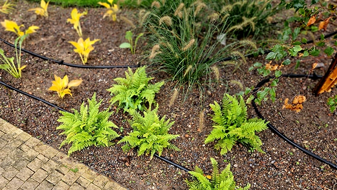 Black tubing running along the ground in between bright green ferns, flowers, and a fountain grass plant.