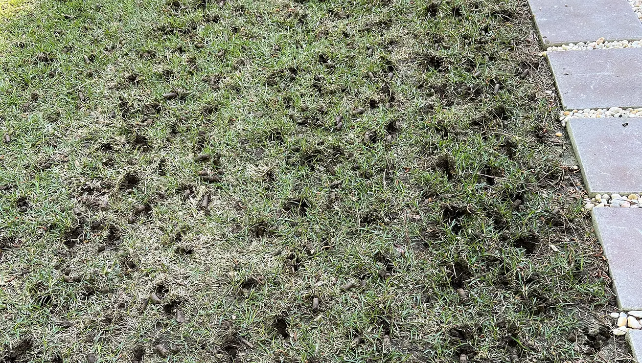 An aerated lawn, with the small holes made by the aerator visible.