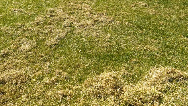 Unraked clumps of thatch on a lawn.