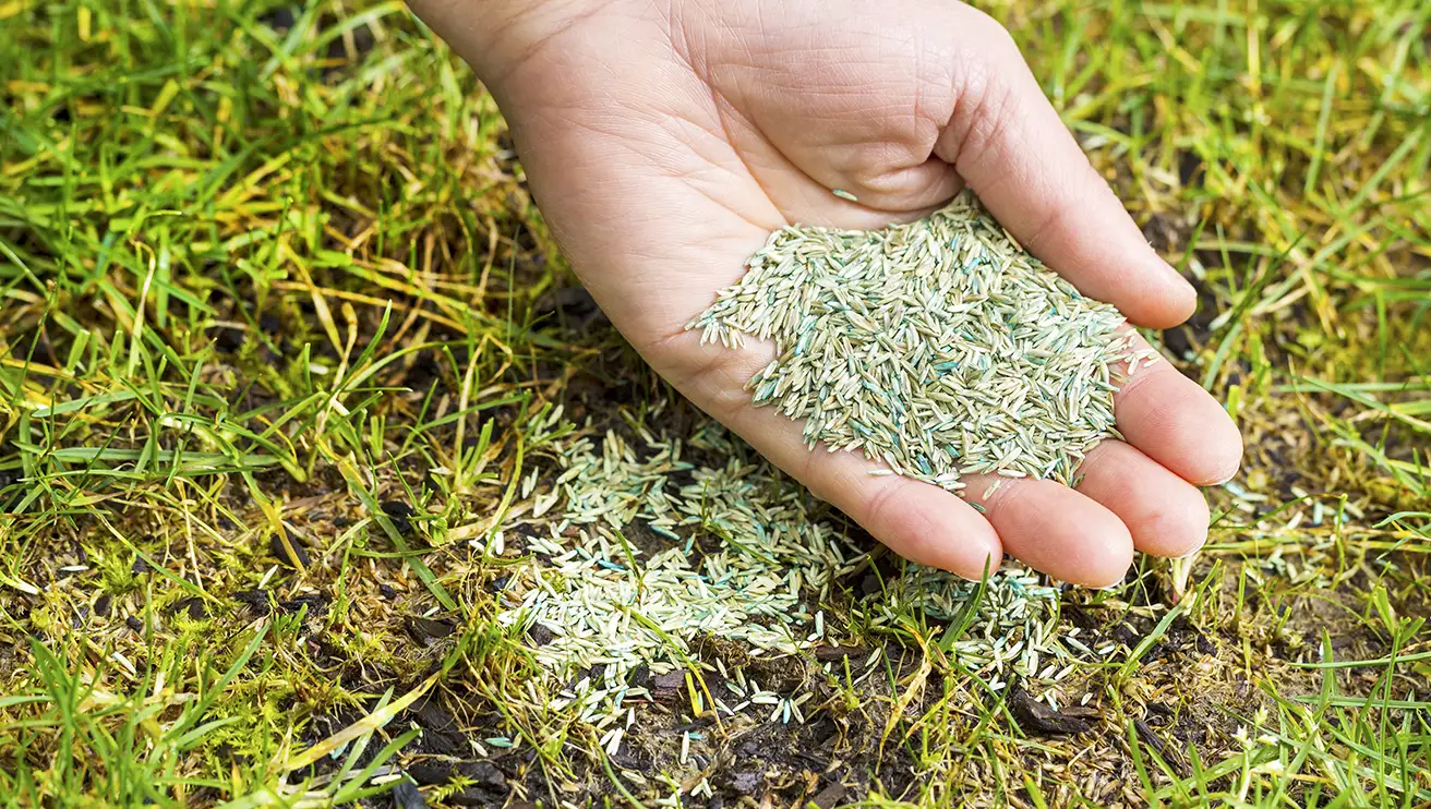 A hand holding grass seeds over soil.