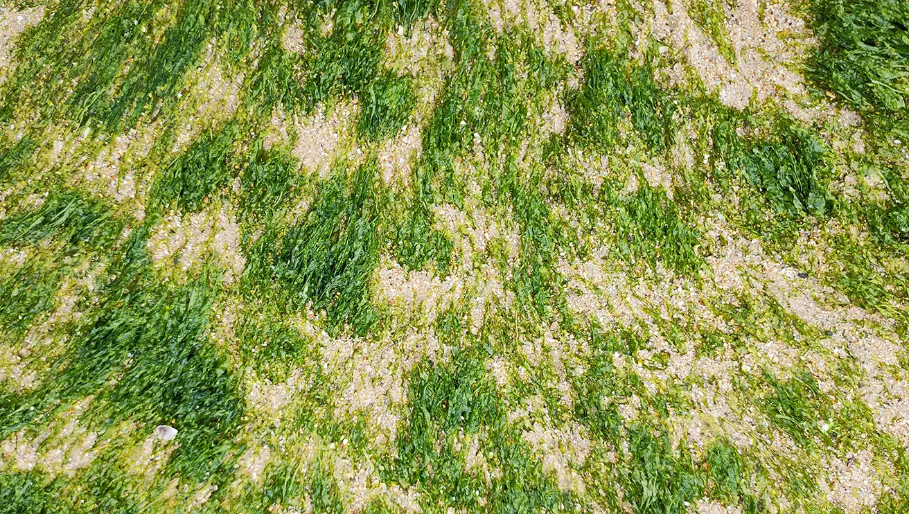 Patches of lawn intermixed with sand.