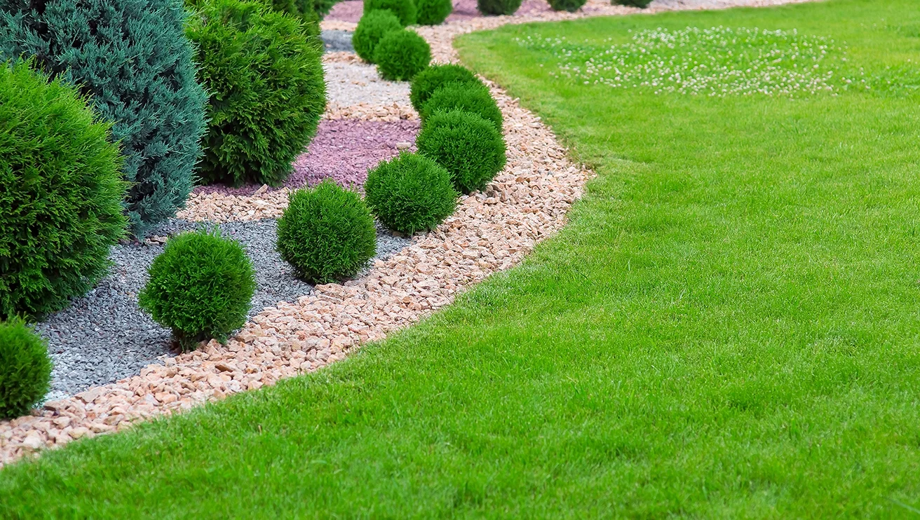 A gravel and mulch flower bed with cypress bushes and small shrubs next to a bright green lawn.