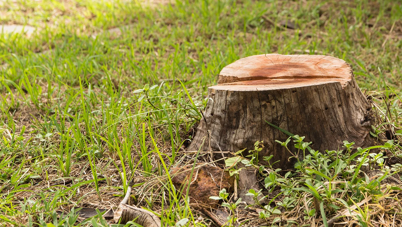 A tree stump still implanted in grass.