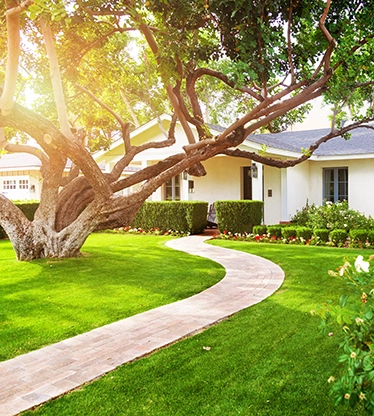 Sun shining on a tree and a lush, green lawn in a home's front yard.