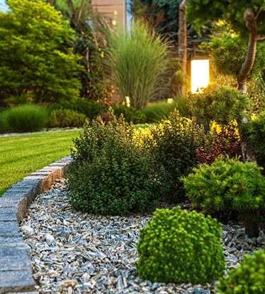 Small round shrubs in a rock bed next to a lush green lawn.