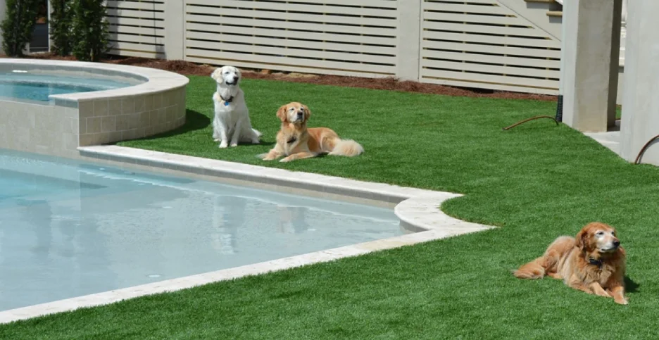 A fenced-in area with artificial turf, an inground pool, and three dogs enjoying the sun.