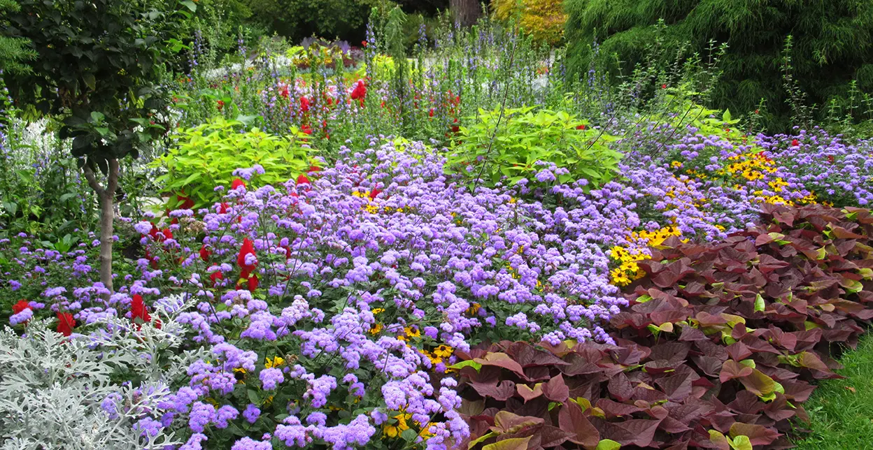 A variety of purple, red, yellow, and white flowers in a lush garden bed.