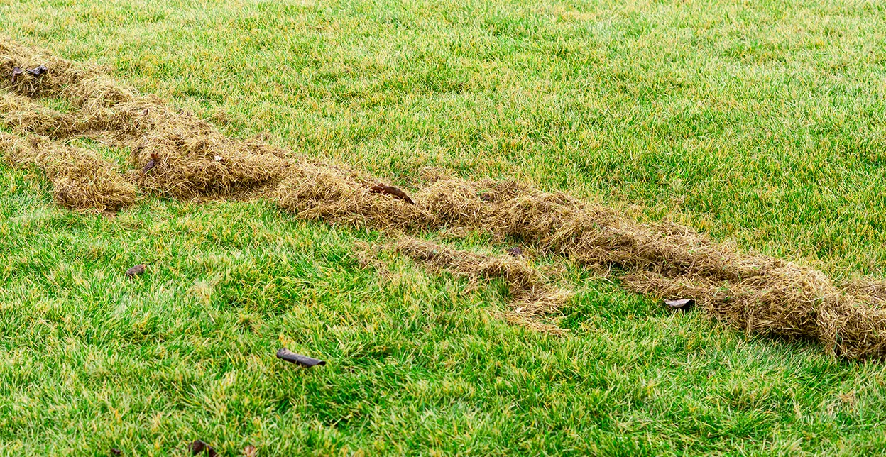 A long pile of brown thatch across a lush, green lawn.