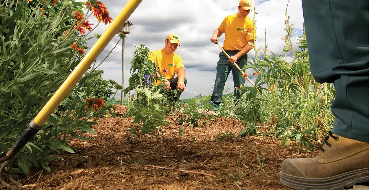 The Grounds Guys service professionals cleaning up a mulch bed.