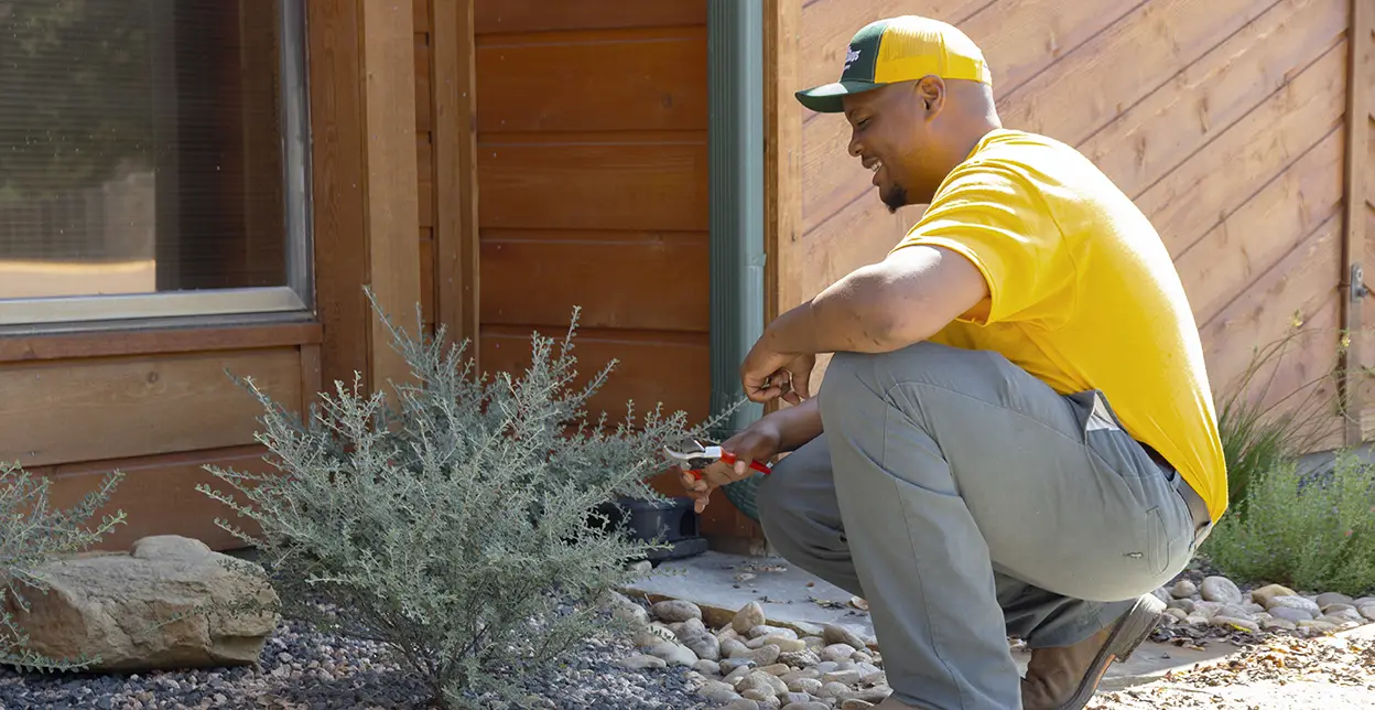 The Grounds Guys service professional crouching by a small bush and pruning its branches.