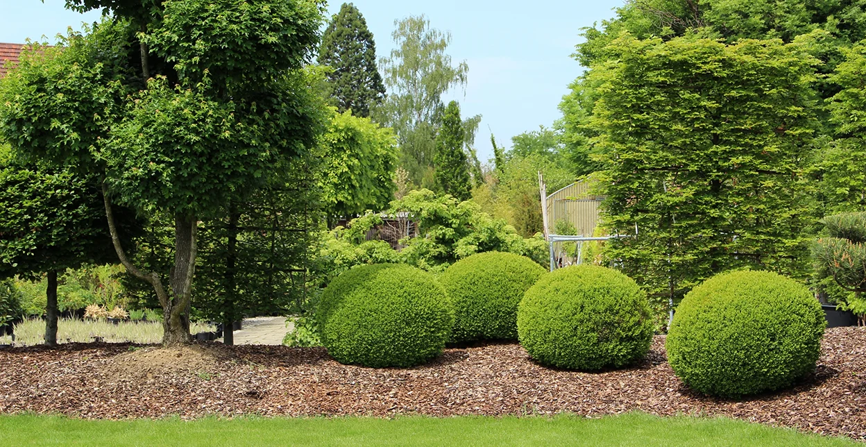 Large shrubs and trees in a mulch bed.