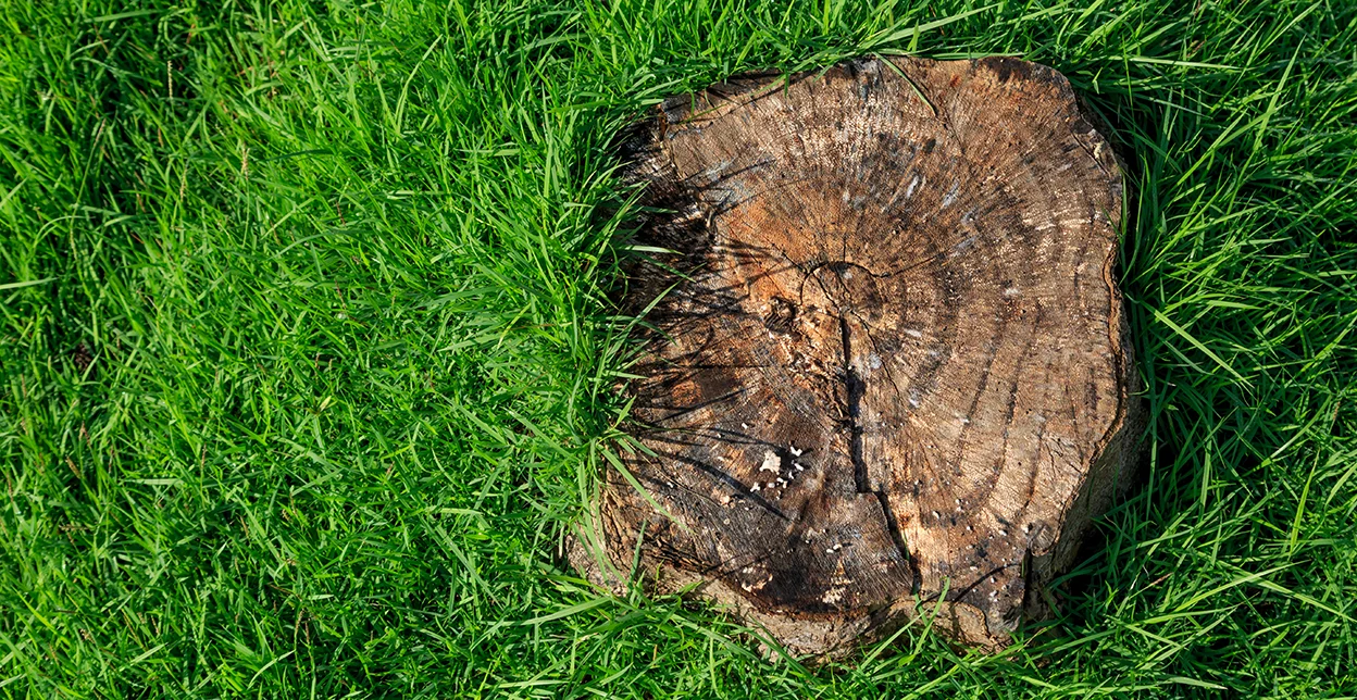 A tree stump surrounded by green grass.