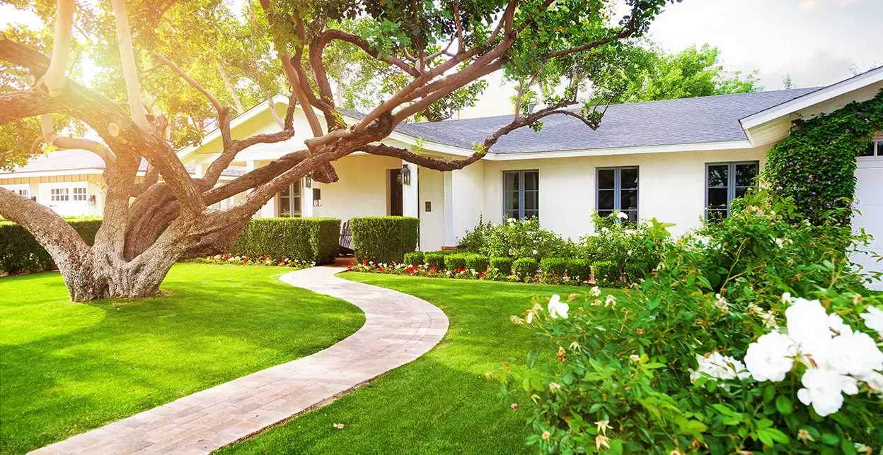 Sun shining on a tree and a lush, green lawn in a home's front yard.