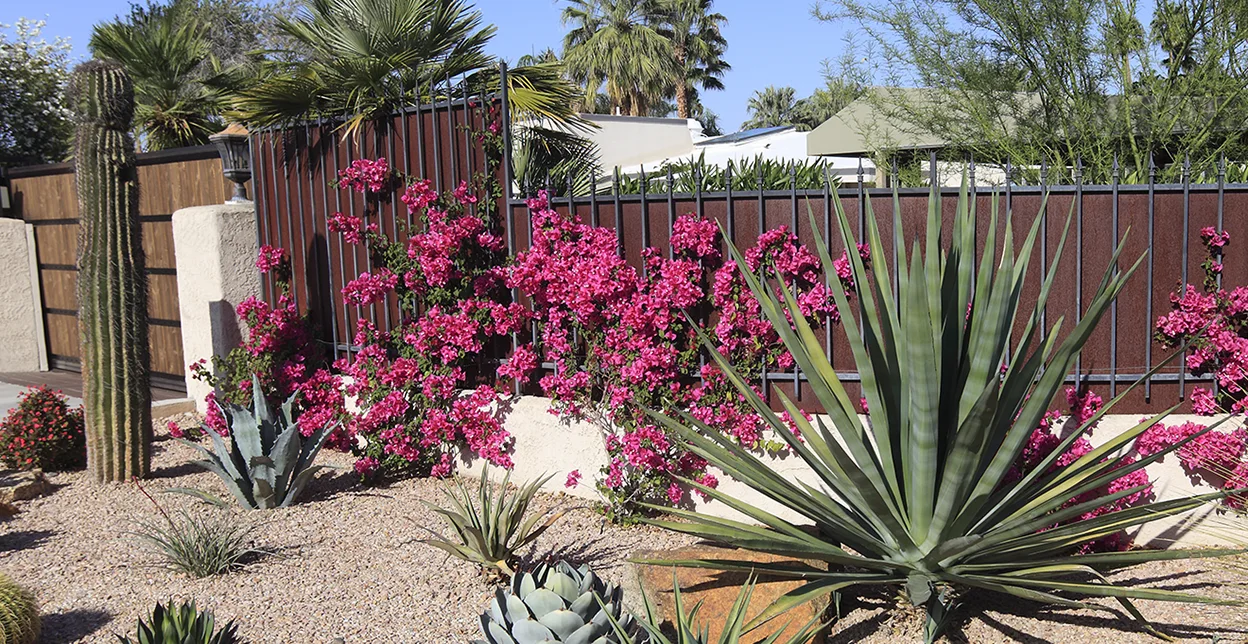 Large cacti and other arid and flowering plants in a rock bed garden.