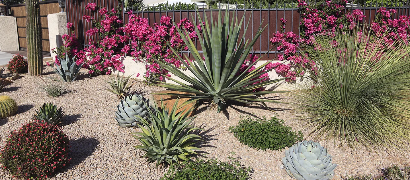 Large cacti and flowering plants in a rock bed garden.