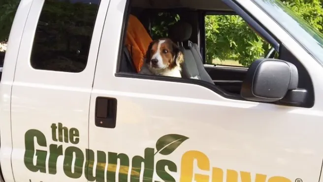 The Grounds Guys of Southbury owner's dog in passenger seat of truck.